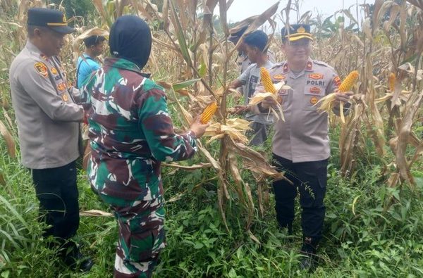 polisi-panen-10-ton-jagung-di-bogor-1774716277999_169