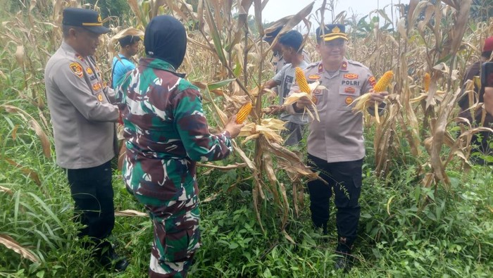 polisi-panen-10-ton-jagung-di-bogor-1774716277999_169